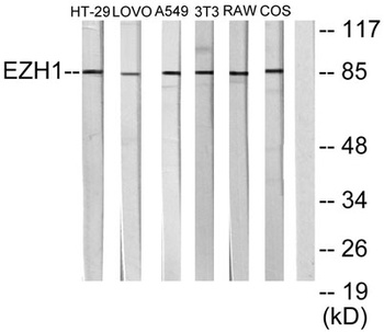 ENX-2 rabbit pAb Antibody