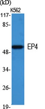 EP4 rabbit pAb Antibody