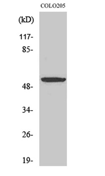 EP4 rabbit pAb Antibody