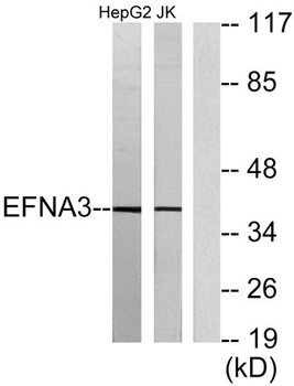 Ephrin-A3 rabbit pAb Antibody