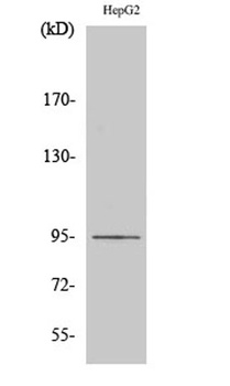 Ephrin-A4 rabbit pAb Antibody