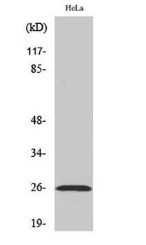 Ephrin-A5 rabbit pAb Antibody