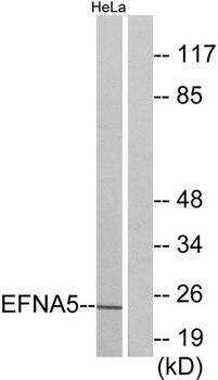 Ephrin-A5 rabbit pAb Antibody