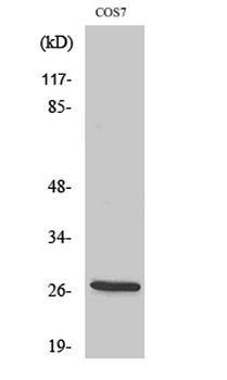 ERAB rabbit pAb Antibody