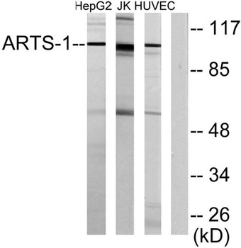 ERAP1 rabbit pAb Antibody