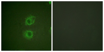 ErbB-3 rabbit pAb Antibody