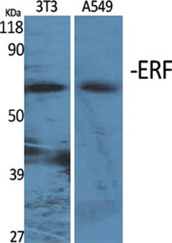 ERF rabbit pAb Antibody