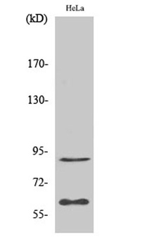 ERF rabbit pAb Antibody