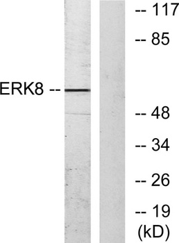ERK 8 rabbit pAb Antibody