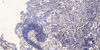 ERK 8 rabbit pAb Antibody
