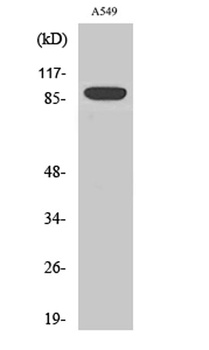 Exo1 rabbit pAb Antibody