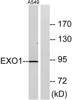 Exo1 rabbit pAb Antibody