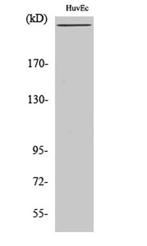 Factor VIII rabbit pAb Antibody