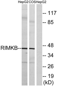 FAM80B rabbit pAb Antibody