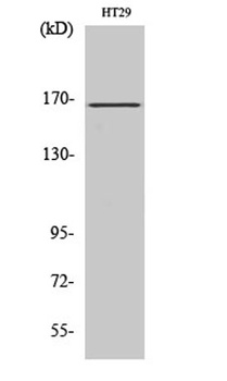 FANCD2 rabbit pAb Antibody