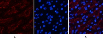 FAS rabbit pAb Antibody
