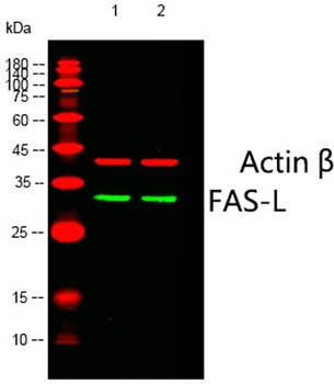 FAS-L rabbit pAb Antibody