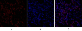 FAS-L rabbit pAb Antibody