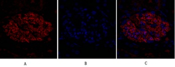 FAS-L rabbit pAb Antibody