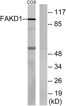 FASTKD1 rabbit pAb Antibody