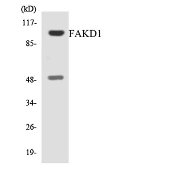 FASTKD1 rabbit pAb Antibody