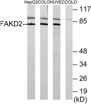 FASTKD2 rabbit pAb Antibody