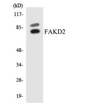 FASTKD2 rabbit pAb Antibody