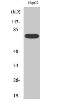FASTKD3 rabbit pAb Antibody