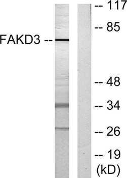 FASTKD3 rabbit pAb Antibody