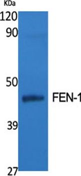 FEN-1 rabbit pAb Antibody
