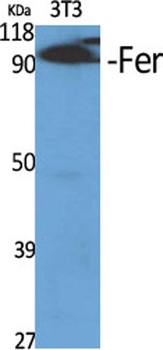 Fer rabbit pAb Antibody