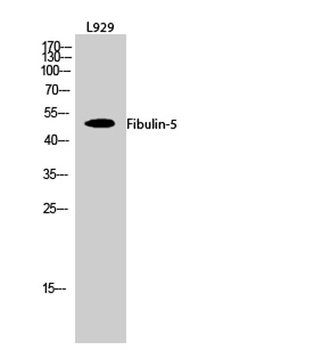 Fibulin-5 rabbit pAb Antibody