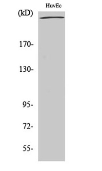 Filamin 1 rabbit pAb Antibody