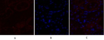 Flk-1/VEGFR2 rabbit pAb