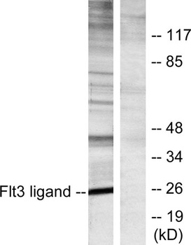 Flt3-L rabbit pAb Antibody
