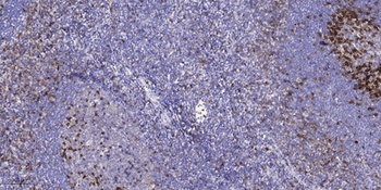 Flt3-L rabbit pAb Antibody