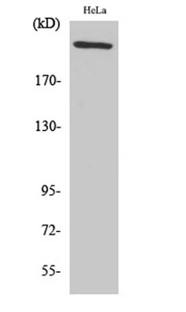 FN1 rabbit pAb Antibody