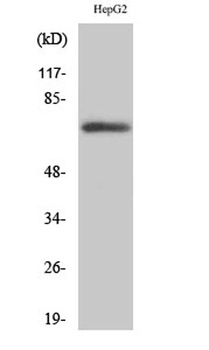 Fnk rabbit pAb Antibody