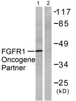 FOP rabbit pAb Antibody