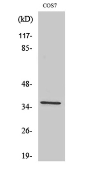 Fos B rabbit pAb Antibody