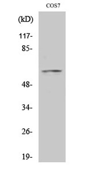 FoxO4 rabbit pAb Antibody