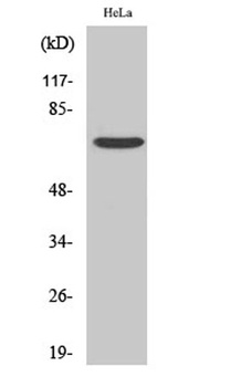 Frizzled-1 rabbit pAb Antibody