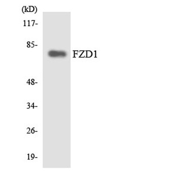 Frizzled-1 rabbit pAb Antibody