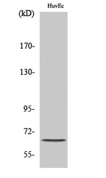 Frizzled-9 rabbit pAb Antibody