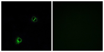 Frizzled-9 rabbit pAb Antibody
