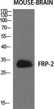 FRP-2 rabbit pAb Antibody