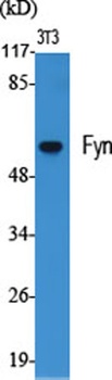 Fyn rabbit pAb Antibody