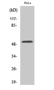 G3BP2 rabbit pAb Antibody