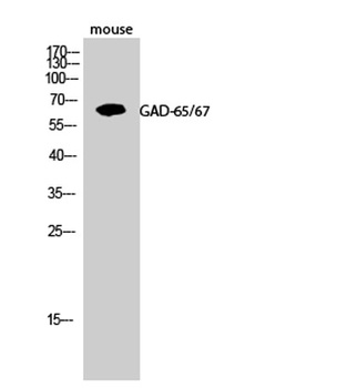 GAD-65/67 rabbit pAb Antibody