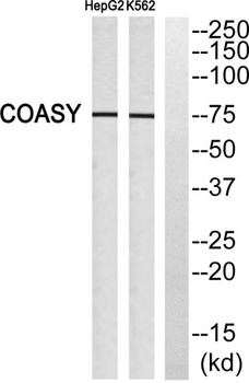 GADD 45γ rabbit pAb Antibody
